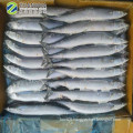 Frozen Pacific Saury 1#  2# Size Taiwan Origin Cololabis Saira on offer